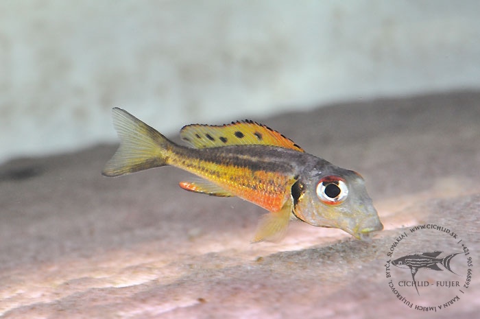 Callochromis melanostigma 'Uvira'